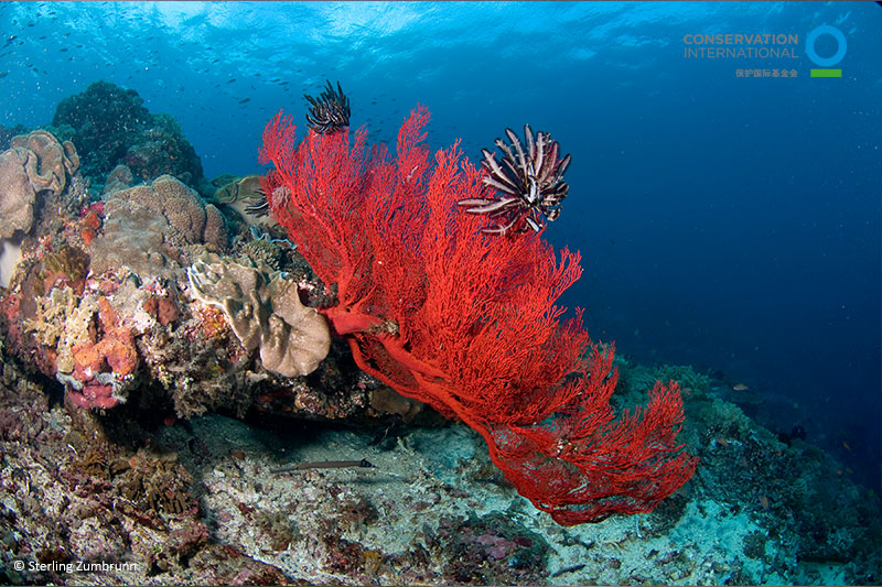 珊瑚礁与海洋
